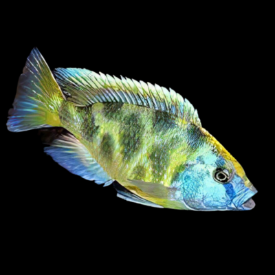 10 x Haplochromis Venustus Cichlid 5cm