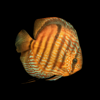 1 x Brown Heckel Discus 13cm