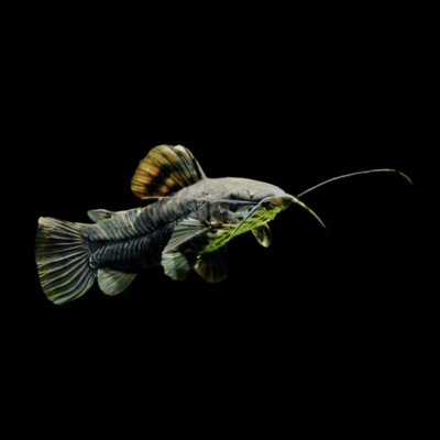 20 x Hoplo Catfish 4cm