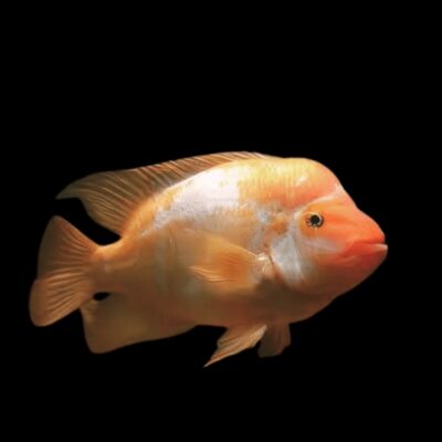 20 x Red Devil Cichlid 5cm