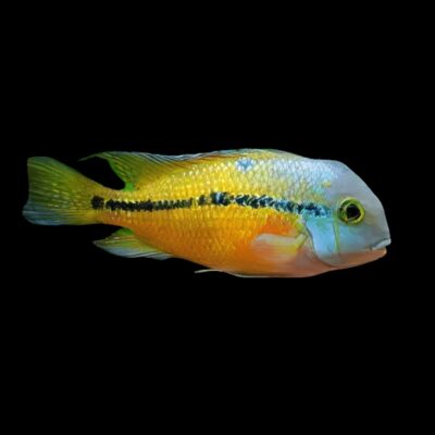 20 x Nicaragua Cichlid 5cm