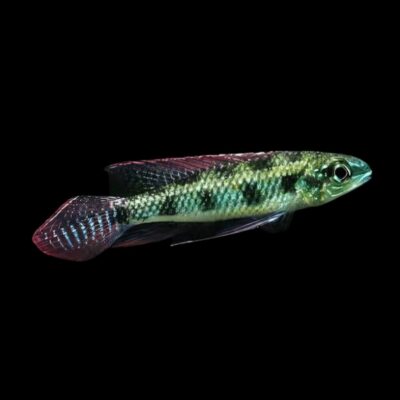 25 x Checkerboard Cichlid 2cm