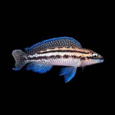 10 x Julidochromis Dickfeldi 5cm