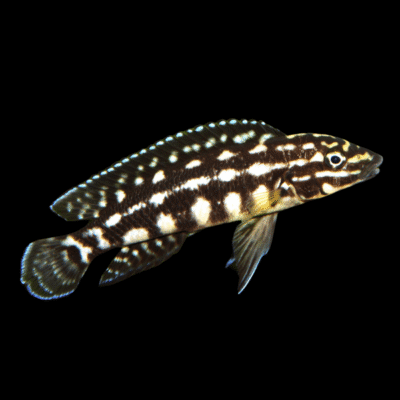10 x Julidochromis Marlieri 5cm