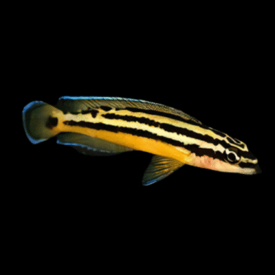 10 x Julidochromis Ornatus Yellow 5cm