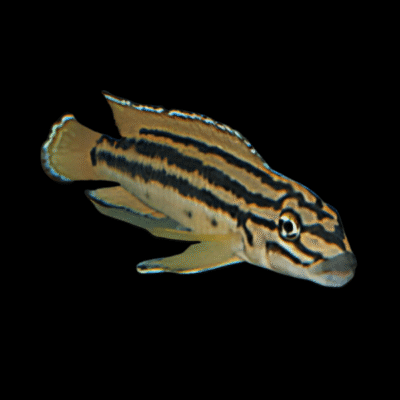 10 x Julidochromis Regani Kipili 5cm