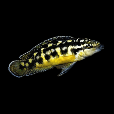 10 x Julidochromis Transcriptus Julie 5cm