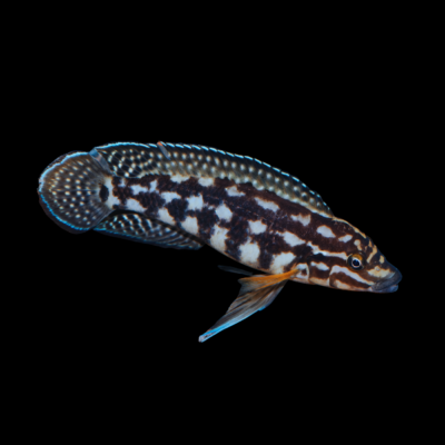 10 x Julidochromis Transcriptus Gombi 5cm