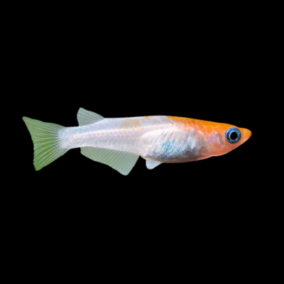 30 x Kohaku Rice Fish 3cm