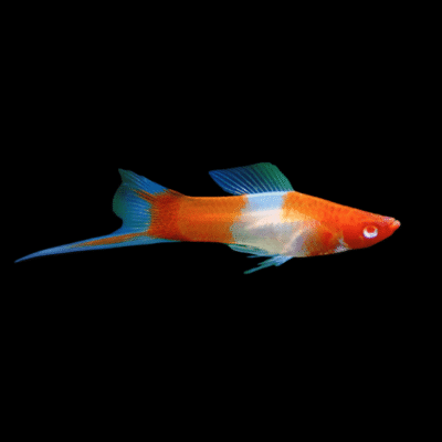 30 x Kohaku Swordtail 4-5cm