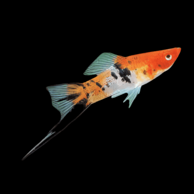30 x Sanke Swordtail 4-5cm