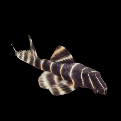 10 x L204 Flash Pleco 4cm