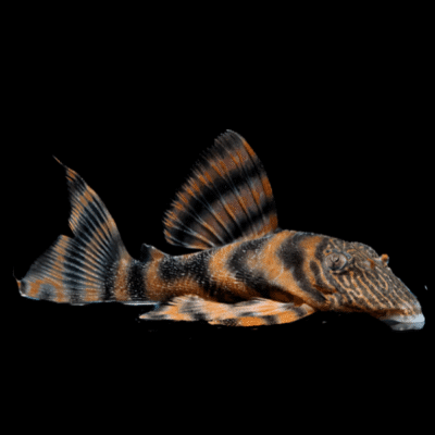 10 x L397 Super Red Pleco 3.5cm