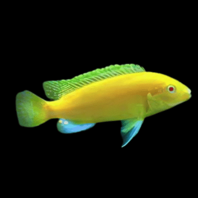 10 x Labidochromis Kakusa Cichlid 5cm