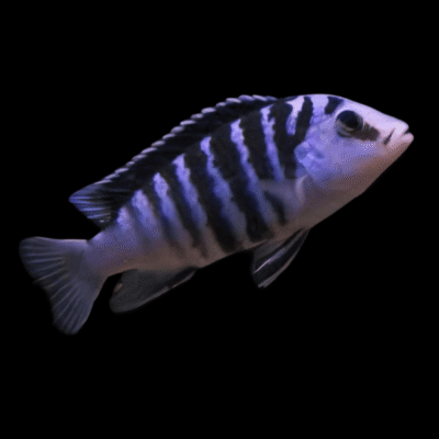 10 x Labidochromis Chisumulae Cichlid 5cm