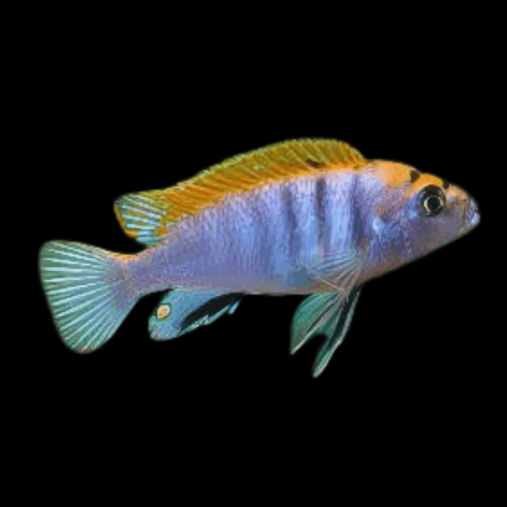 10 x Labidochromis Hongi Red Top Cichid 5cm