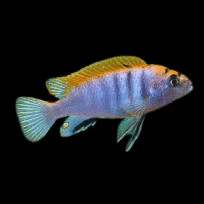 10 x Labidochromis Hongi Red Top Cichid 5cm