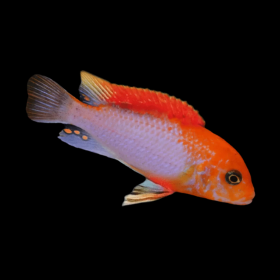 10 x Labidochromis Sunflower Cichlid 5cm