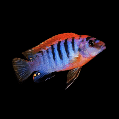 10 x Labidochromis Hongi Sweden Cichlid 5cm