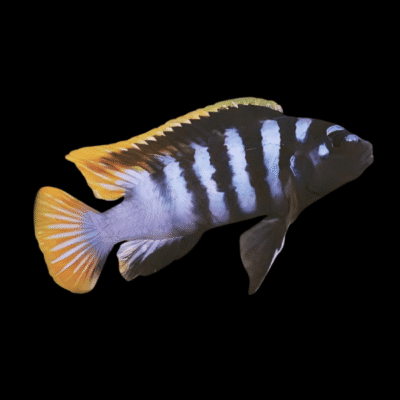 10 x Labidochromis Mbamba Cichlid 5cm