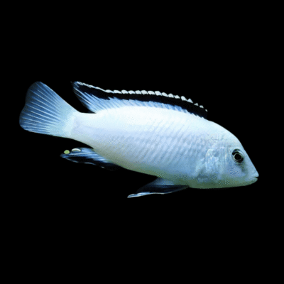 10 x Labidochromis Tanzania White Cichlid 5cm