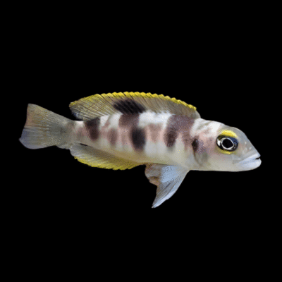 10 x Lamprologus Boulingeri 5cm