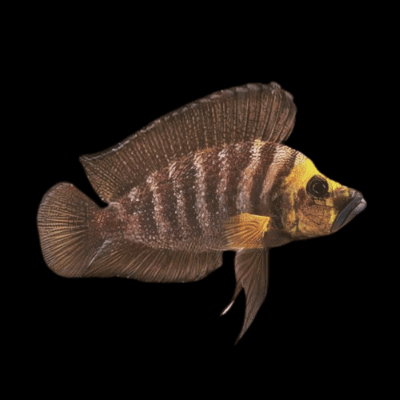 10 x Lamprologus Calvus Gold 4cm