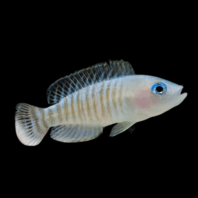 10 x Lamprologus Mulifasciatus 4cm