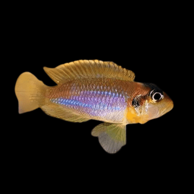 10 x Lamprologus Ocellatus Blue 4cm