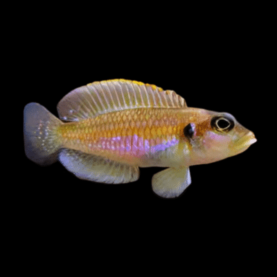 10 x Lamprologus Ocellatus Gold 4cm