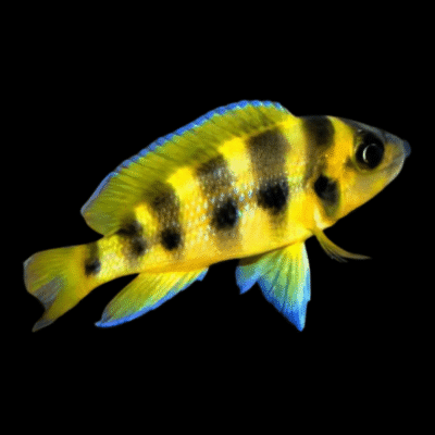 10 x Lamprologus Sexfasciatus 4cm