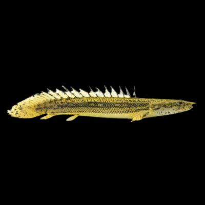 10 x Lapradei Bichir 6cm