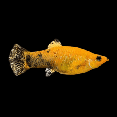 30 x Gold & Black Molly 3cm