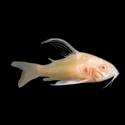 20 x Albino Long Fin Peppered Corydoras 2,5-3cm