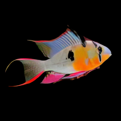 10 x Long Fin Bolivian Red Ram Cichlid 4cm