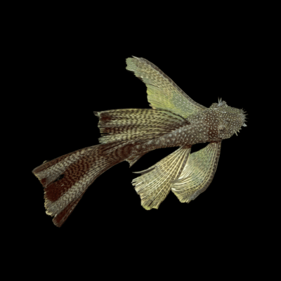 10 x Bristlenose Long Fin 3cm