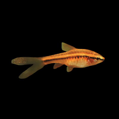 30 x Long Fin Cherry Barb 2,5-3cm