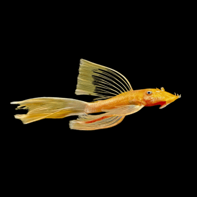 6 x Marigold Long Fin Bristlenose 3cm