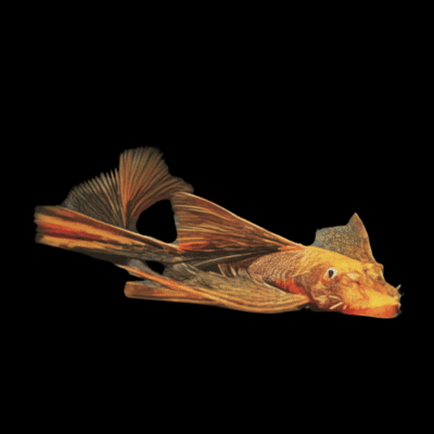 6 x Red and Black Long Fin Bristlenose 3cm
