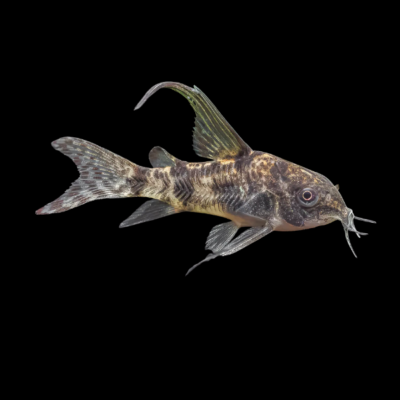 20 x Long Fin Peppered Corydoras 2,5-3cm