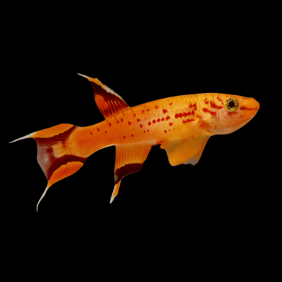 30 x Golden Australe Lyretail Panchax 3cm