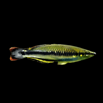 30 x Madagascar Rainbow Fish 4-5cm