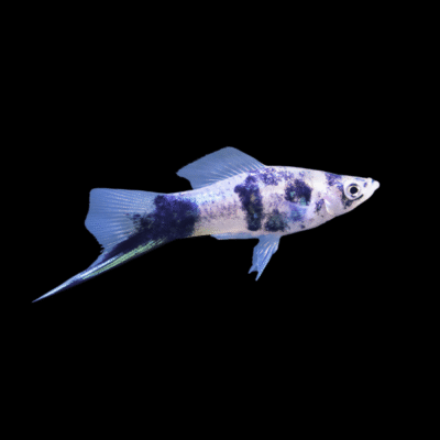 30 x Marbled Swordtail 4-5cm