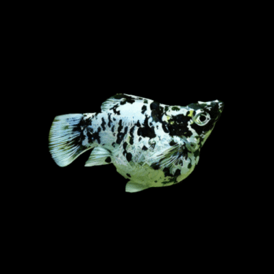 30 x Calico Balloon Molly 3cm
