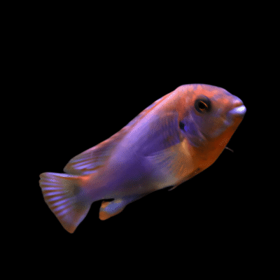 15 x Melanochromis Brevis Lodotropheus Spengeri 5cm