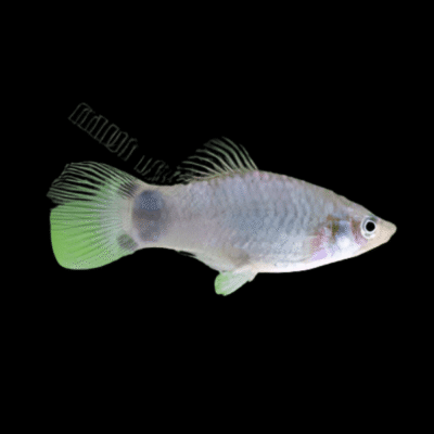 30 x Silver Mickey Mouse Platy 3-4cm
