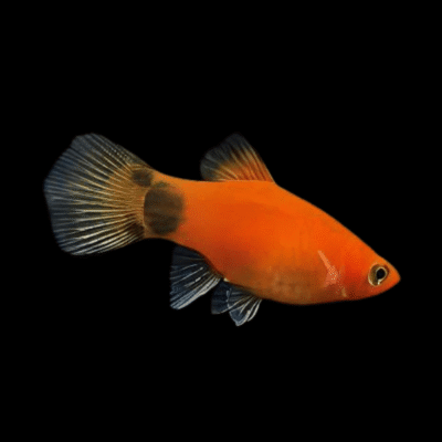 30 x Mickey Mouse Platy 3-4cm
