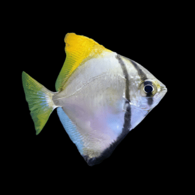 6 x Mono Argenteus Angelfish 5cm