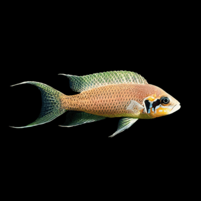 10 x Lamprologus Brichardi 4cm