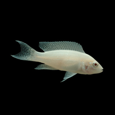 10 x Lamprologus Albino Brichardi 4cm